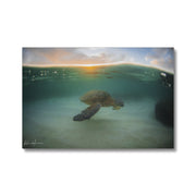 Honu
